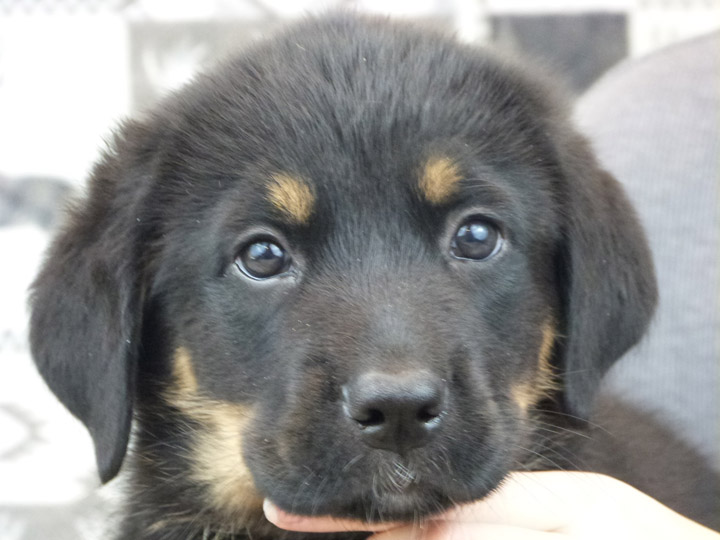 chinook puppy